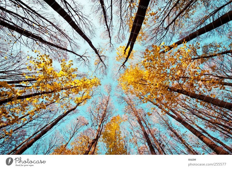 Fluchtweg Landwirtschaft Forstwirtschaft Umwelt Natur Landschaft Pflanze Himmel Herbst Klima Schönes Wetter Baum Wald leuchten groß hoch blau gelb ästhetisch