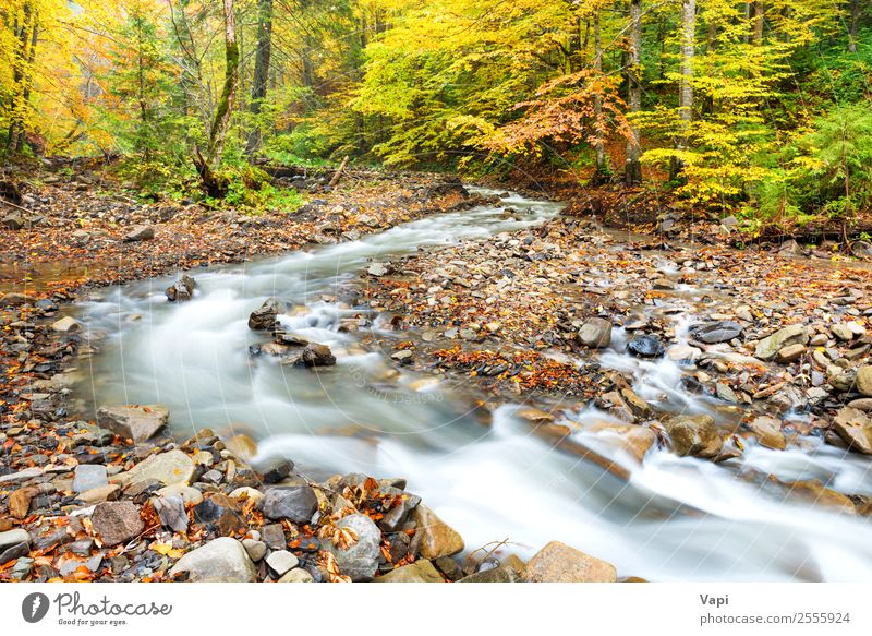 Fluss im Herbstwald mit bunten Bäumen schön Ferien & Urlaub & Reisen Tourismus Ausflug Abenteuer Sommer Umwelt Natur Landschaft Pflanze Wasser Schönes Wetter