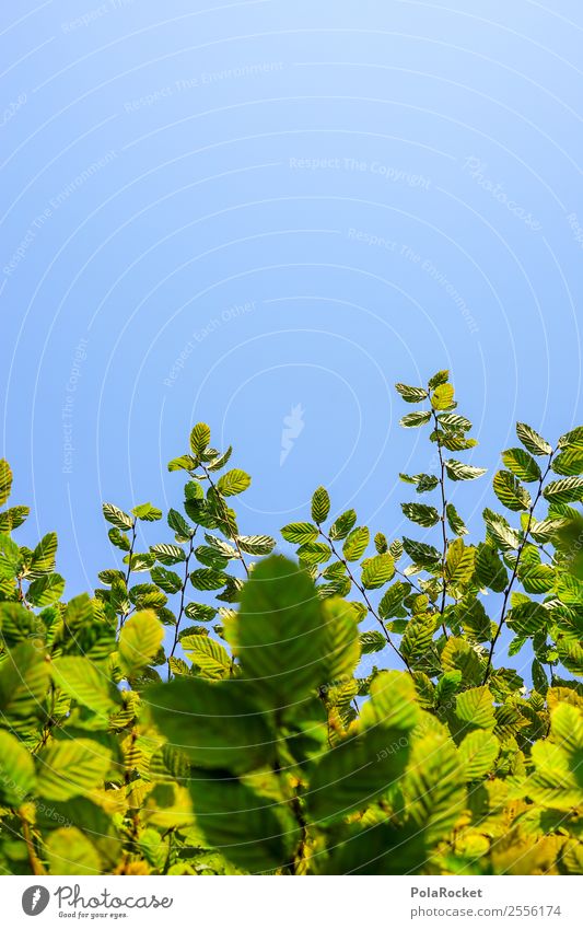 #S# Hecke Natur Leben Garten Buche Blatt grün Perspektive Himmel Wachstum viele rücksichtslos Pflanzenteile Ast Blick nach oben Farbfoto Außenaufnahme