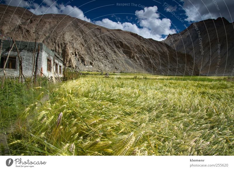Weizenfeld im Marhka-Tal nahe der Stadt Leh Indien Natur Landschaft Erde Wolken Pflanze Feld Hügel Berge u. Gebirge Dorf Haus gebrauchen genießen