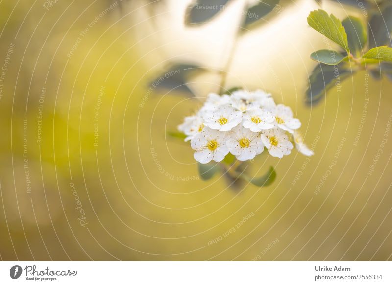 Blüten der Prachtspiere - Blumen und Natur elegant Design Wellness harmonisch Wohlgefühl Erholung ruhig Meditation Dekoration & Verzierung Tapete Postkarte