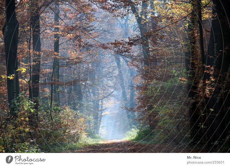 what a wonderful world Umwelt Natur Landschaft Herbst Klima Baum Sträucher Wald Idylle ästhetisch herbstlich Herbstfärbung Herbstlaub Spaziergang Spazierweg