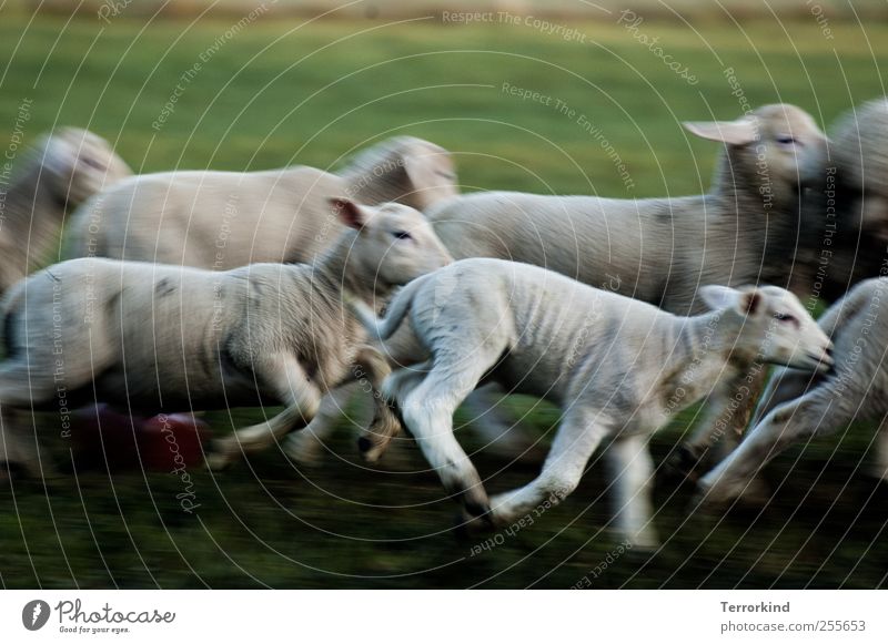 Chamansülz | hunt Schaf Lamm rennen laufen Spielen schlagen fangen Wiese grün saftig Morgen Bewegung klein weiß Fell weich öhrchen.