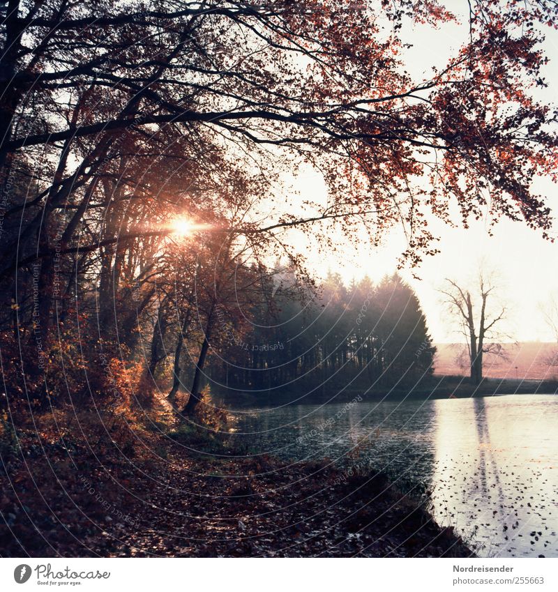 November Erholung ruhig Duft Ausflug Natur Landschaft Sonne Sonnenlicht Herbst Klima Schönes Wetter Wald Teich entdecken geheimnisvoll Sinnesorgane Stimmung