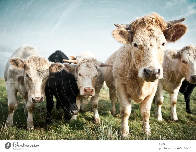 Kleine Mühen mit den Kühen Bioprodukte Natur Tier Wiese Nutztier Kuh Tiergruppe Herde schön natürlich niedlich Tierliebe Landleben Biologische Landwirtschaft