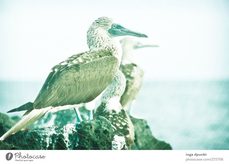 Herrliche Aussichten Umwelt Natur Landschaft Tier Urelemente Küste Meer Pazifik Insel Südamerika Galapagosinseln Wildtier Vogel Blaufußtölpel 1 beobachten