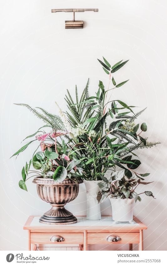 Modernes Stillleben mit Zimmerpflanzen auf Tisch Design Häusliches Leben Wohnung Garten einrichten Innenarchitektur Dekoration & Verzierung Natur Pflanze