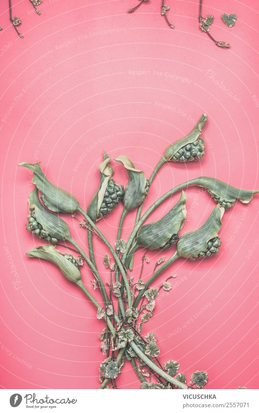 Grüne Calla Blumen Stil Design Feste & Feiern Natur Pflanze rosa Hintergrundbild Blumenstrauß Farbfoto Studioaufnahme Textfreiraum oben