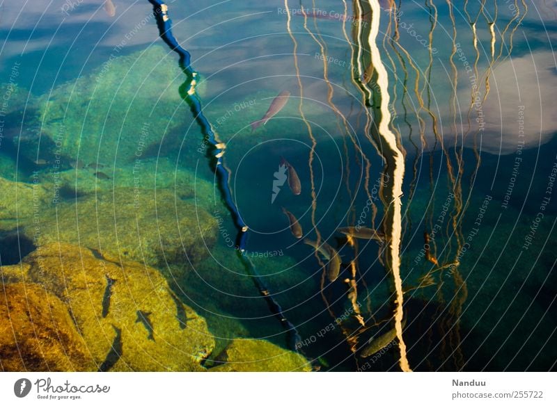 Wahrnehmungsebenen Fisch Tiergruppe Schwarm mehrfarbig Hafen Wasseroberfläche Reflexion & Spiegelung Felsen Schifffahrt Mast Himmel Süden