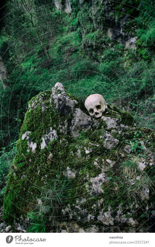 Verlorener Schädel in einem wilden Berg Knochen Felsen Umwelt Natur Landschaft Pflanze Frühling Klima Baum Moos Grünpflanze Berge u. Gebirge authentisch