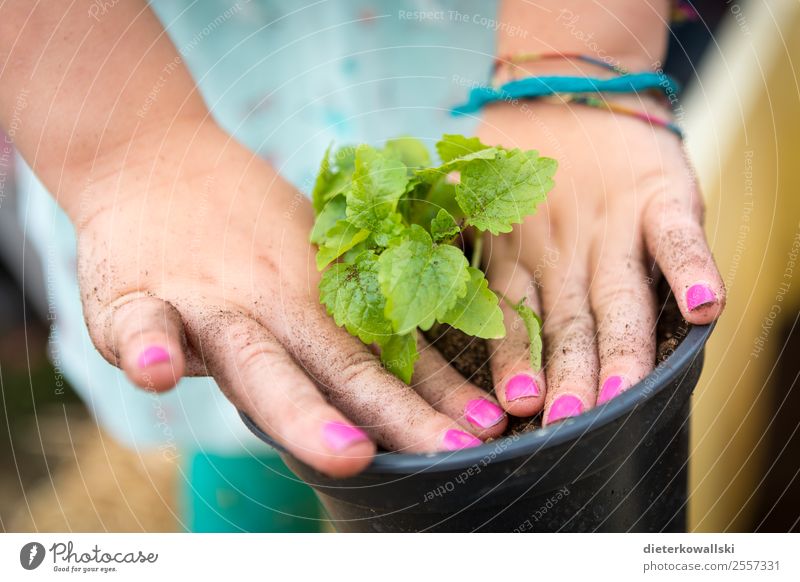 Kinderhände Kindererziehung Bildung Kindergarten lernen Gartenarbeit Mensch Finger Umwelt Natur Pflanze entdecken pflanzen Farbfoto
