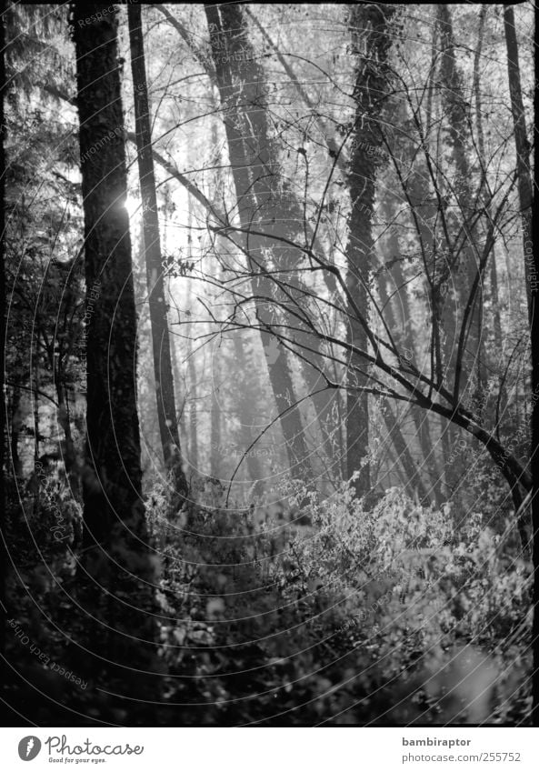 Alien Umwelt Natur Pflanze Wetter Baum Sträucher Wald exotisch zerbrechlich Geäst zart analog Schwarzweißfoto Außenaufnahme Sonnenlicht Sonnenstrahlen
