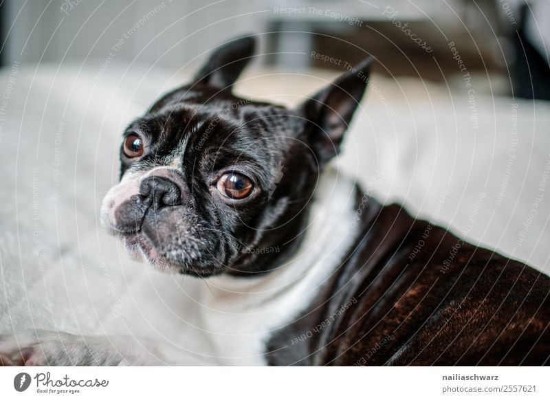 Boston Terrier Portrait Wärme Tier Haustier Hund 1 Decke beobachten Erholung genießen Kommunizieren liegen Blick träumen Traurigkeit frech kuschlig listig