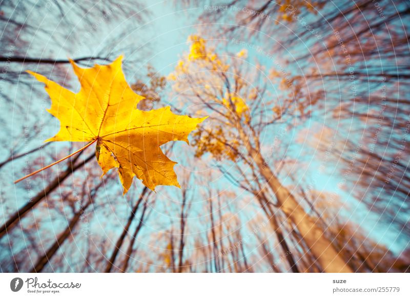 333 Gold Umwelt Natur Landschaft Pflanze Luft Himmel Herbst Baum Blatt Wald leuchten hoch schön blau gelb nachhaltig Umweltschutz Wachstum Wandel & Veränderung