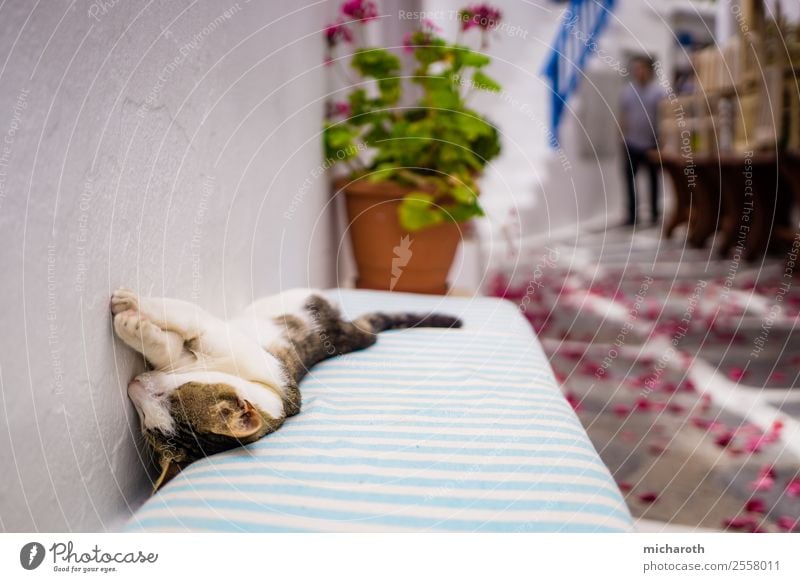 Schlafende Katze Ferien & Urlaub & Reisen Tourismus Ausflug Sommer Sommerurlaub Mykonos Griechenland Dorf Fischerdorf Mauer Wand Treppe Tier Haustier Tierjunges
