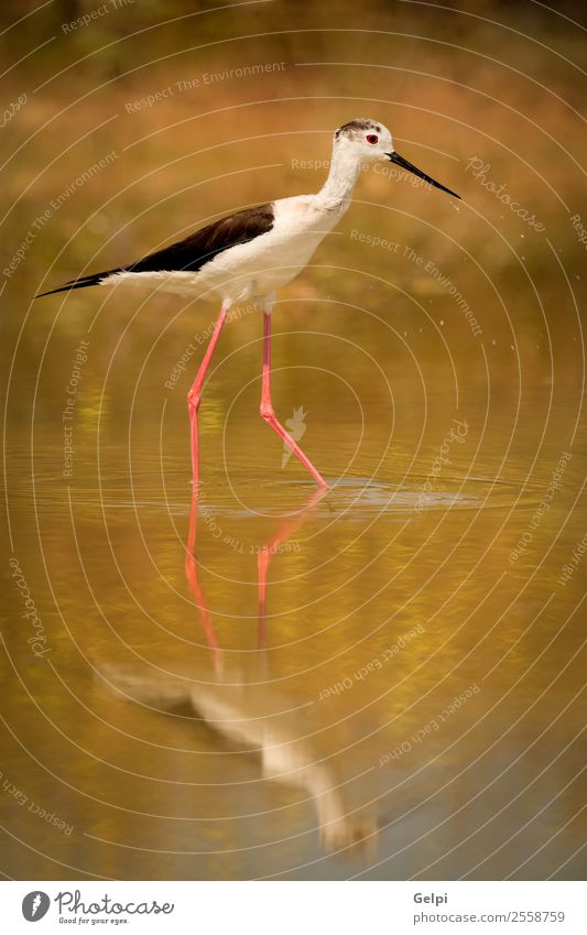Stelzen im Teich suchend schön Meer Umwelt Natur Tier Frühling Gras Küste See Fluss Vogel Flügel lang nass niedlich wild rot schwarz weiß himantopus