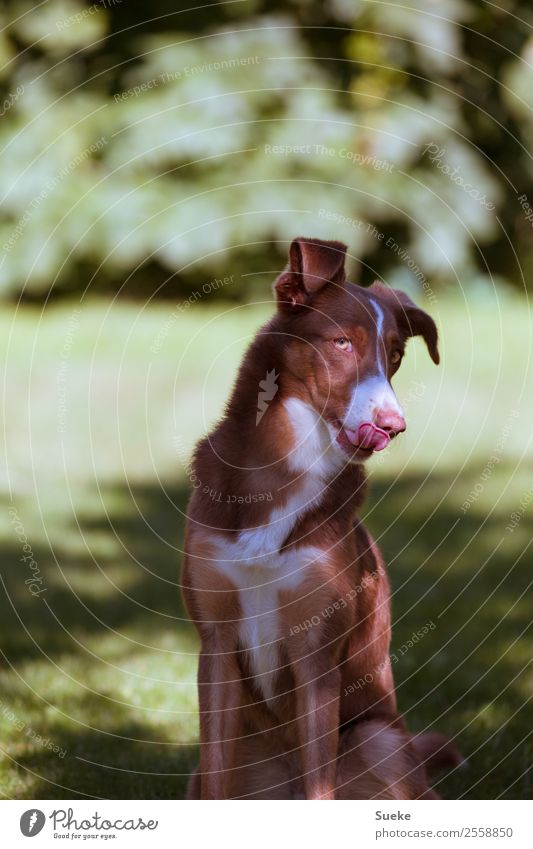 Sweet Eyes - Kokettierender Junghund Freude Garten Haustier Hund Tiergesicht 1 glänzend Freizeit & Hobby puppy-eyed verlegen Spielzeit Verschmitzt Sonnenlicht