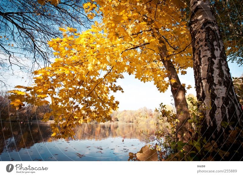 Lieblingsplatz Umwelt Natur Landschaft Urelemente Wasser Herbst Klima Schönes Wetter Baum Blatt Seeufer außergewöhnlich natürlich schön gelb Idylle Herbstlaub