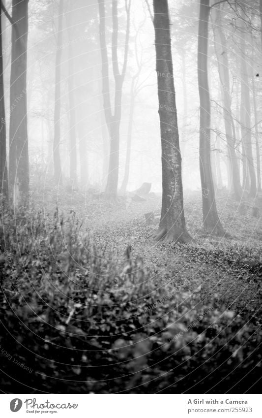 what the hell awaits us? Umwelt Natur Landschaft Pflanze Herbst Winter Nebel Baum Wald bedrohlich dunkel dünn groß Unendlichkeit schön natürlich wild