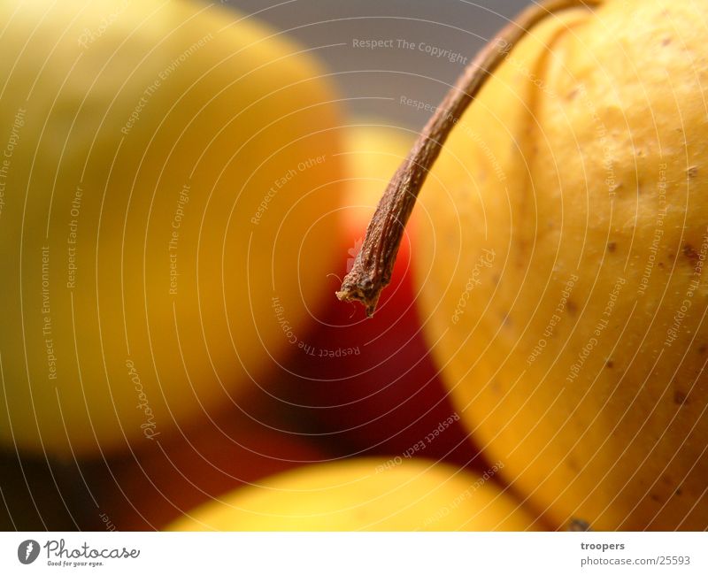 Apfelstiel gelb Ernährung Stengel Makroaufnahme Detailaufnahme Frucht