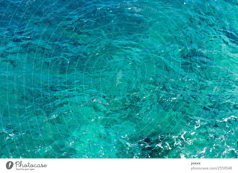 Blue Monday Sommer Meer Wasser Flüssigkeit maritim blau türkis Ferien & Urlaub & Reisen Wellness Farbfoto Außenaufnahme Tag