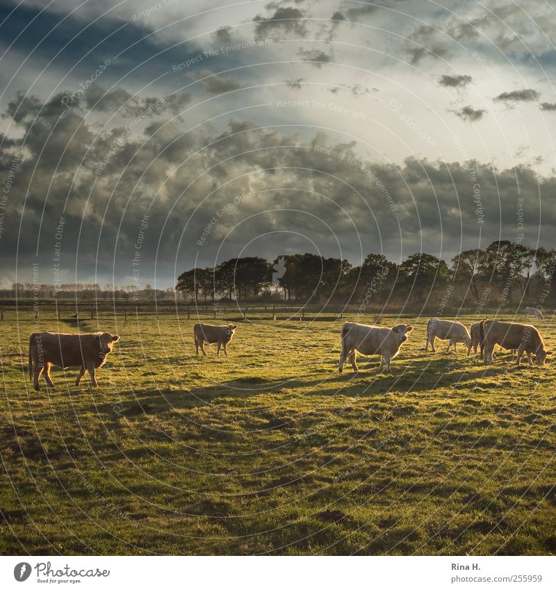 Kühe in Schleswig-Holstein unter tunesischem Himmel Landwirtschaft Forstwirtschaft Umwelt Natur Landschaft Wolken Herbst Klima Schönes Wetter Wiese Tier