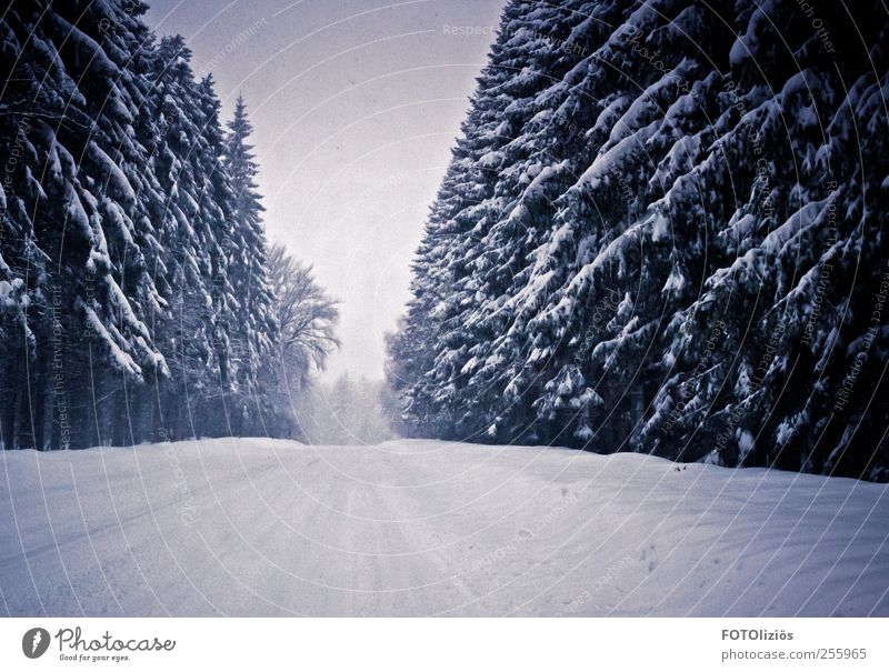 Kalte Zeiten Ausflug Abenteuer Winter Schnee Winterurlaub Wintersport Wetter Schneefall Baum Tanne Wald Menschenleer trist kalt Dunst Nebel Straße Farbfoto