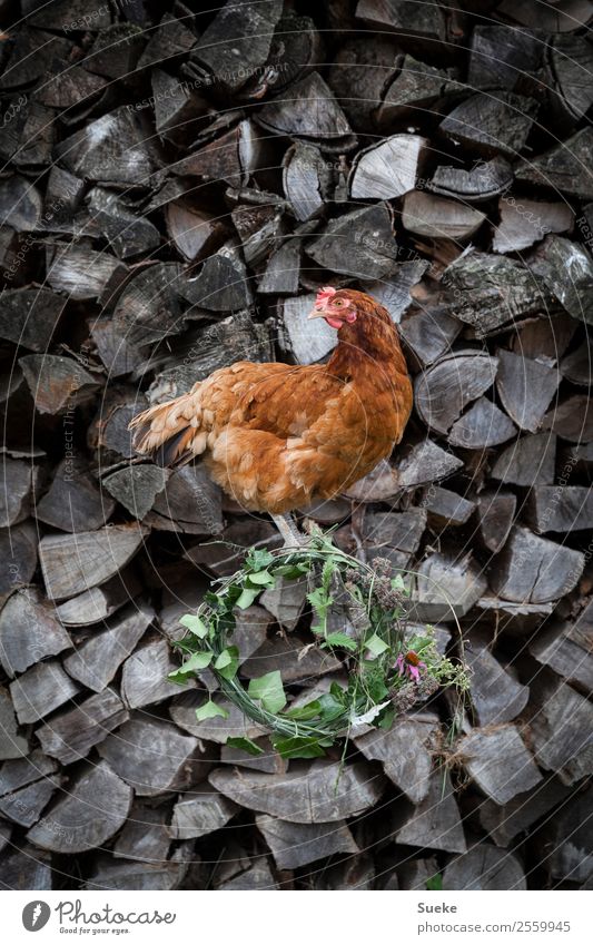 Posing Chicken - Huhn auf Holzscheit Tier Haushuhn 1 sitzen Dorfschönheit bräunlich rot grau Holzstapel Blumenkranz Kranz Brennholz Neugier Körperhaltung