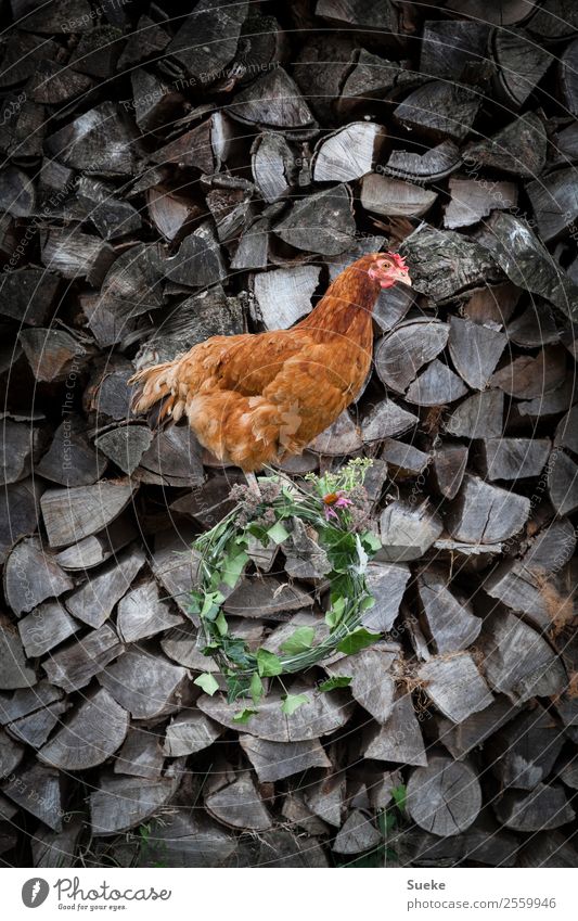 Posing Chicken - Huhn auf Holzscheit Tier 1 sitzen Dorfschönheit rustikal posierendes Huhn Freilandhaltung glückliches Huhn Neugier bräunlich rot Holzstapel