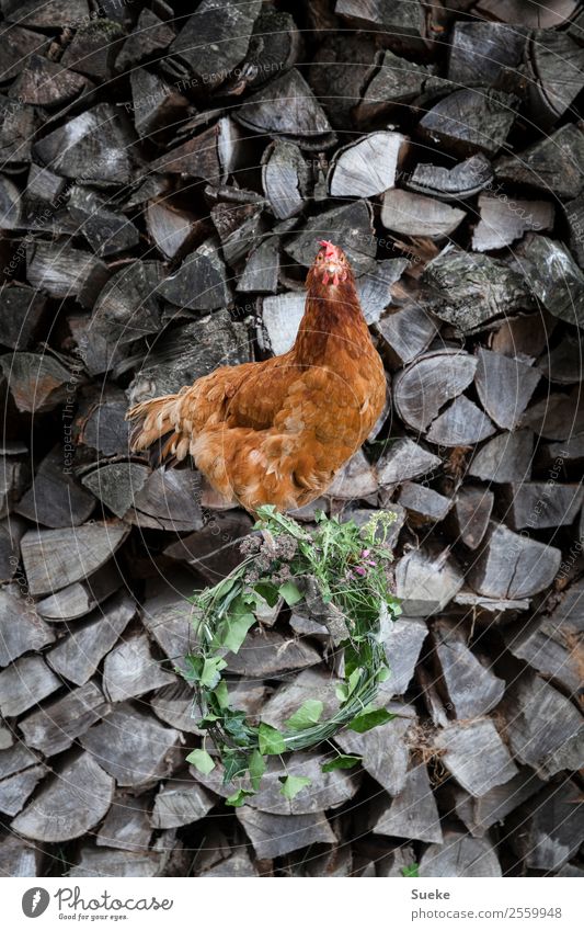 Posing Chicken - Huhn auf Holzscheit Tier Nutztier Haushuhn Kranz Blumenkranz Holzstapel Brennholz sitzen grau grün rot Dorfschönheit bräunlich Neugier