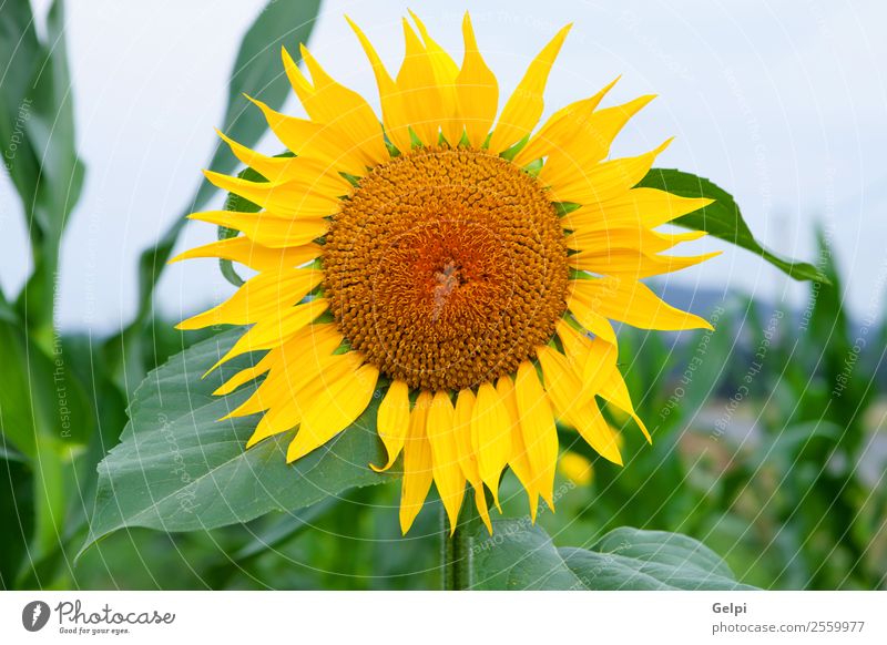 Sonnenblume schön Sommer Garten Natur Landschaft Pflanze Himmel Blume Blatt Blüte Wiese Wachstum hell natürlich gelb grün Feld Ackerbau Hintergrund sonnig