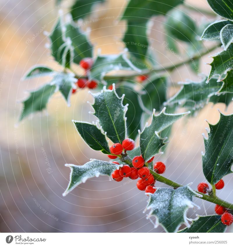 ...noch mehr Frost Natur Pflanze Winter Klima Blatt Garten Park kalt rot grün Beeren giftig Stachel Weihnachten & Advent Winterstimmung Dekoration & Verzierung