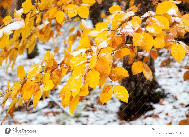 gelbe Blätter im Herbst schön Winter Schnee Umwelt Natur Landschaft Pflanze Baum Blatt Park Wald hell natürlich braun gold grün rot weiß Farbe Kastanie