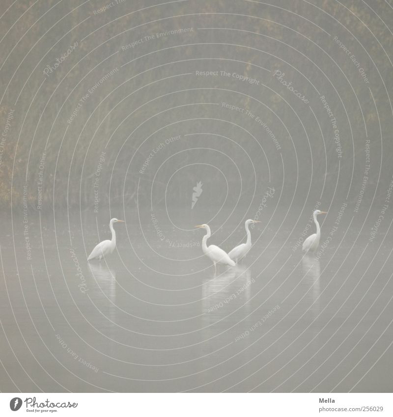 Gemeinsam Umwelt Natur Landschaft Tier Wasser Nebel Seeufer Teich Vogel Reiher Silberreiher 4 Tiergruppe Blick stehen Zusammensein natürlich trist grau Idylle