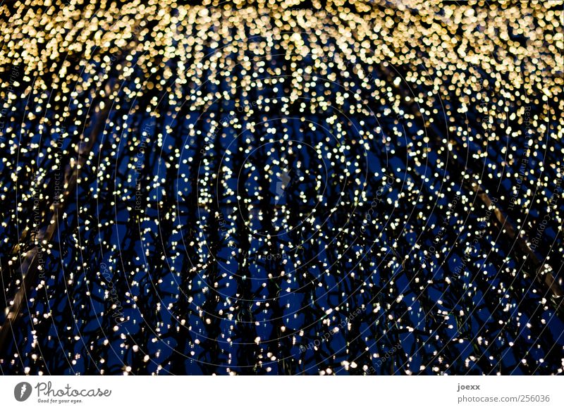 Goldregen elegant Stil glänzend hell blau gelb gold schwarz weiß Stimmung Weihnachtsbeleuchtung Lichterkette Farbfoto abstrakt Muster Menschenleer Nacht