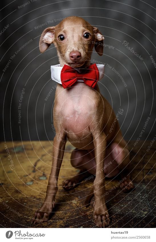 Studio-Porträt des kleinen italienischen Windhundes. Glück schön Freundschaft Natur Tier Haustier Hund 1 Freundlichkeit Fröhlichkeit einzigartig lustig braun
