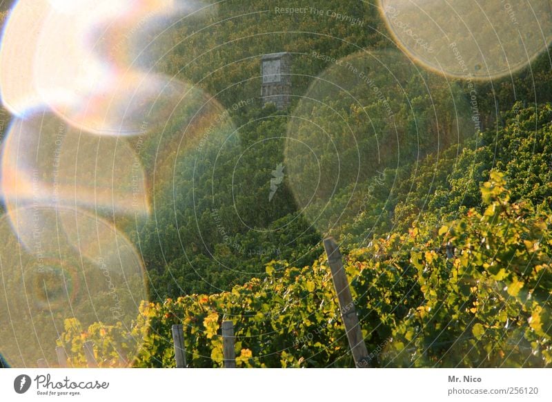 summer wine Umwelt Natur Landschaft Wetter Pflanze Hügel Wachstum Nutzpflanze Weinberg Weinbau grün Wassertropfen Regen Ernte Weinlese Hochsitz Fleck Licht