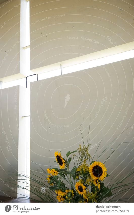 darf für religiöse Zwecke verwendet werden Kirche Mauer Wand Fenster Zeichen Kreuz Religion & Glaube Blumenstrauß Sonnenblume Innenarchitektur modern Licht