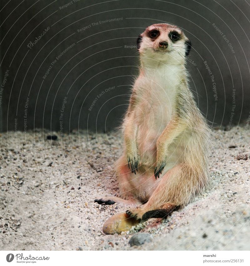 Paul, der Lässige Tier Zoo 1 braun Erdmännchen Fell Krallen Sand sitzen schön Pfote Farbfoto Tierporträt