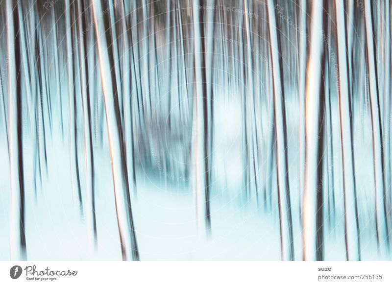Winterleuchten Schnee Natur Landschaft Baum Wald Linie Streifen träumen außergewöhnlich fantastisch kalt blau weiß Gefühle Stimmung Coolness Einsamkeit