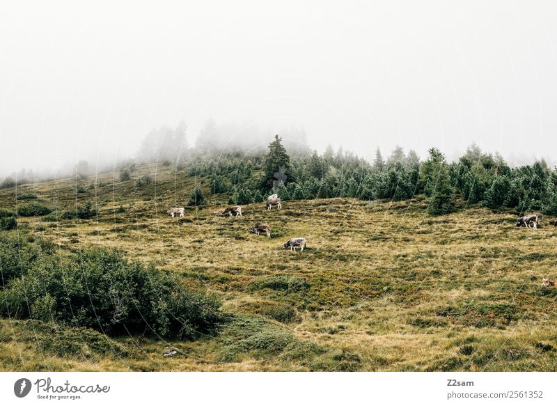 Kühe im Pitztal Berge u. Gebirge wandern Natur Landschaft schlechtes Wetter Nebel Wiese Wald Gipfel Nutztier Herde stehen nachhaltig trist Freundschaft