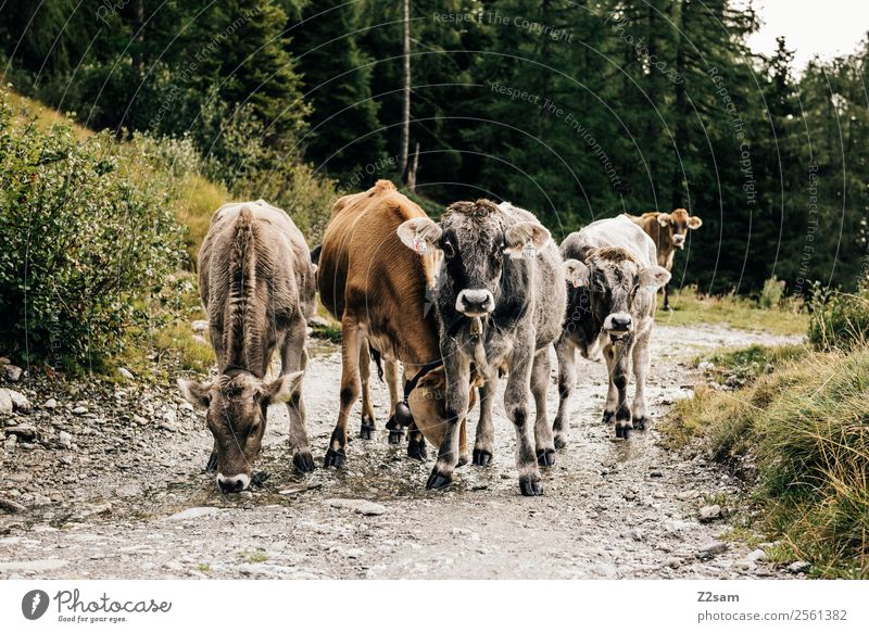 Pitztaler Jungvieh Berge u. Gebirge wandern Natur Landschaft Herbst Sträucher Wald Alpen Nutztier Kuh Tiergruppe Herde beobachten Blick stehen nachhaltig