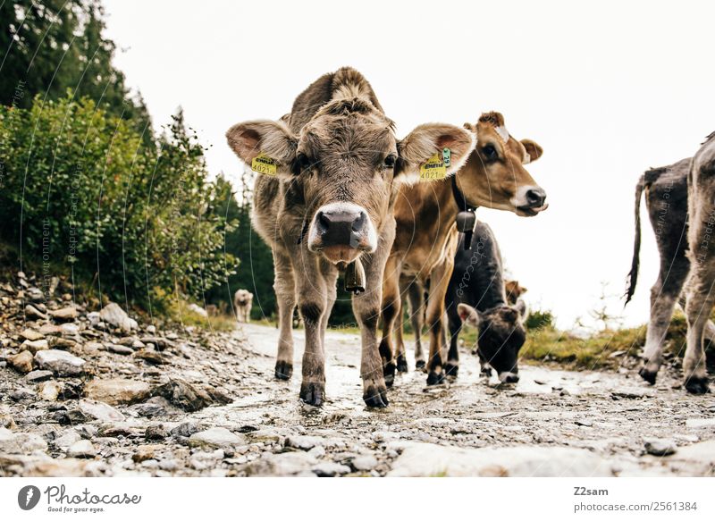 Pitztaler Jungvieh Berge u. Gebirge wandern Natur Landschaft Herbst Sträucher Alpen Nutztier Kuh 4 Tier Herde beobachten Blick stehen frech Zusammensein Neugier
