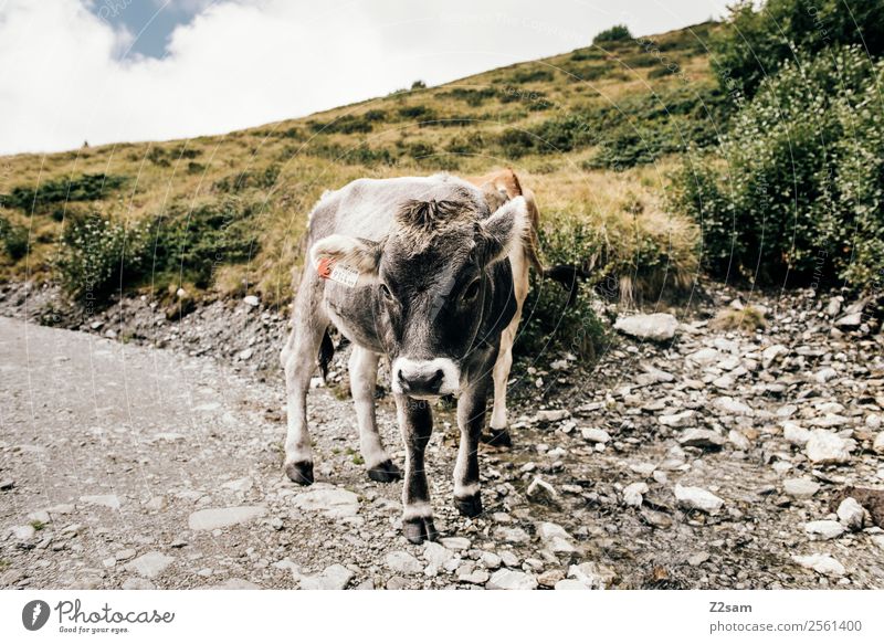 Pitztaler Kühe Berge u. Gebirge wandern Umwelt Natur Landschaft Himmel Wolken Sommer Schönes Wetter Alpen Nutztier Kuh 1 Tier Herde Blick stehen natürlich grau