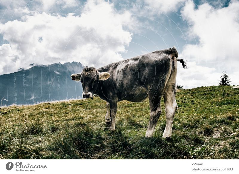 Pitztaler Kuh Berge u. Gebirge wandern Feste & Feiern Natur Landschaft Himmel Wolken Schönes Wetter Gras Alpen Nutztier 1 Tier stehen natürlich grau Kraft alpin