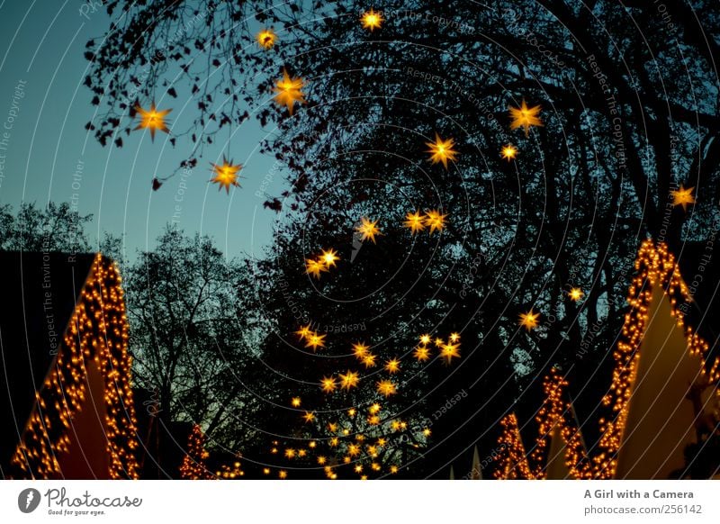 starry, starry night Lifestyle kaufen Design leuchten Freundlichkeit Fröhlichkeit Glück blau gelb Weihnachtsmarkt Köln Stern (Symbol) Dekoration & Verzierung