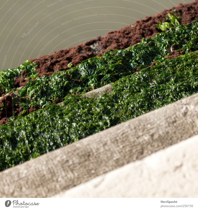 Slippery when wet Wasser Grünpflanze Algen Flussufer Treppe grün Kanal Zugang Glätte Naturwuchs Farbfoto Außenaufnahme Textfreiraum oben Textfreiraum unten