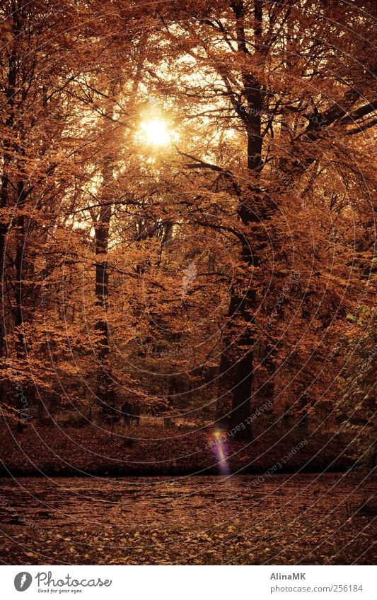Goldene Zeit Mensch maskulin Mann Erwachsene 1 Natur Sonnenlicht Herbst Schönes Wetter Baum Blatt Park Wald Bach Idylle Spaziergang Farbfoto Außenaufnahme Tag