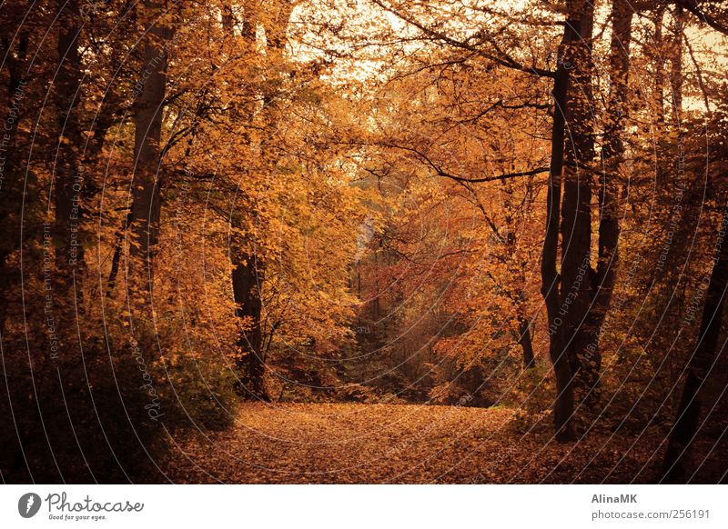 Herbstwald Umwelt Natur Baum Blatt Wald braun gelb schwarz Waldspaziergang Bürgerpark Farbfoto Außenaufnahme Menschenleer Tag Zentralperspektive