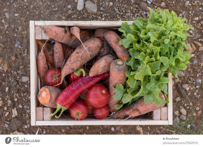 Gemüsekiste Lebensmittel Salat Salatbeilage Ernährung Bioprodukte Vegetarische Ernährung Landwirtschaft Forstwirtschaft Kasten Container wählen frisch